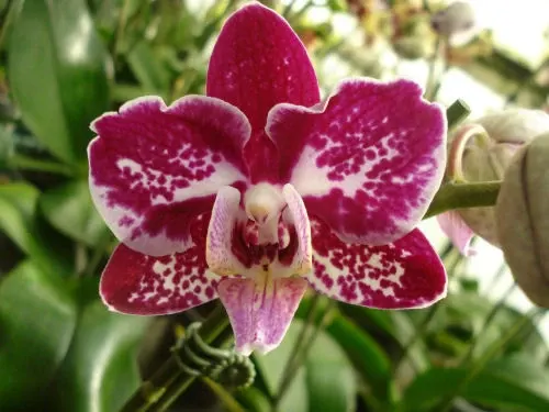 Phalaenopsis NEONS BUTTERFLY