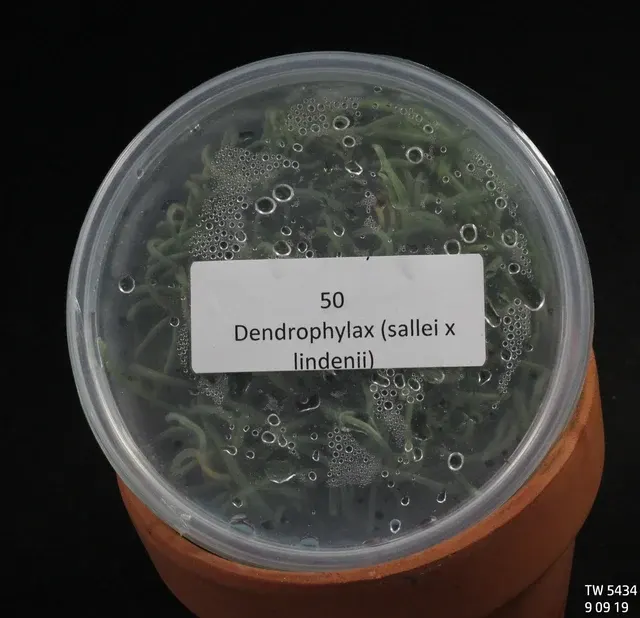 Dendrophylax sallei x lindenii (Dendrophylax)