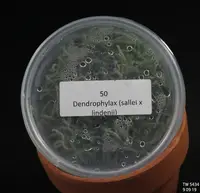 FLASK Dendrophylax (sallei x lindenii)