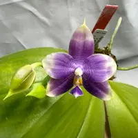 Phalaenopsis Mituo Purple Dragon 'Cyan Crane' 260419 Flowering