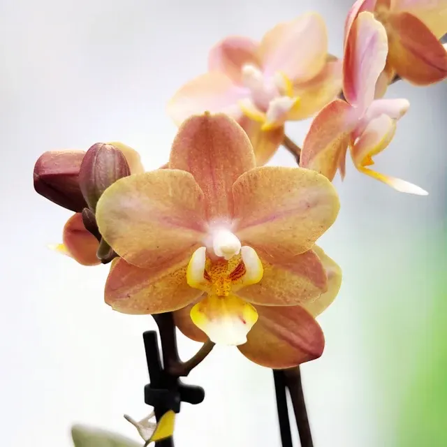 Phalaenopsis Aromio Powdery - Flori Intens Parfumate D7 - Miniatura (Phalaenopsis)