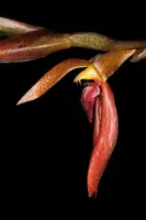 Bulbophyllum mearnsii