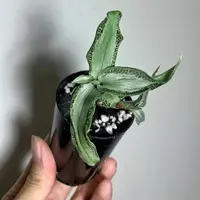 Silver Jewel Orchid (Aspidogyne argentea)