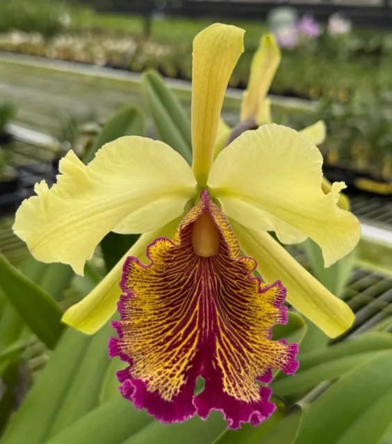 Cattleya dowiana 'Hsinying' (Cattleya)