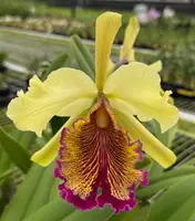C. dowiana f. aurea 'Hsinying' x self (C2223) (Cattleya - - dowiana )