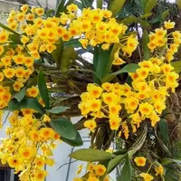 Dendrobium Chrysotoxum ( CHSTX ) Rare Exotic Orchid