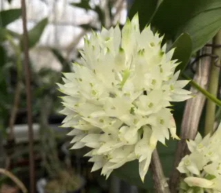 Dendrobium Taiwan Pingpong (Dendrobium)