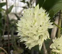 Den. Taiwan Pingpong (purpureum album x capituliflorum album) (DH80) (Hybrid)