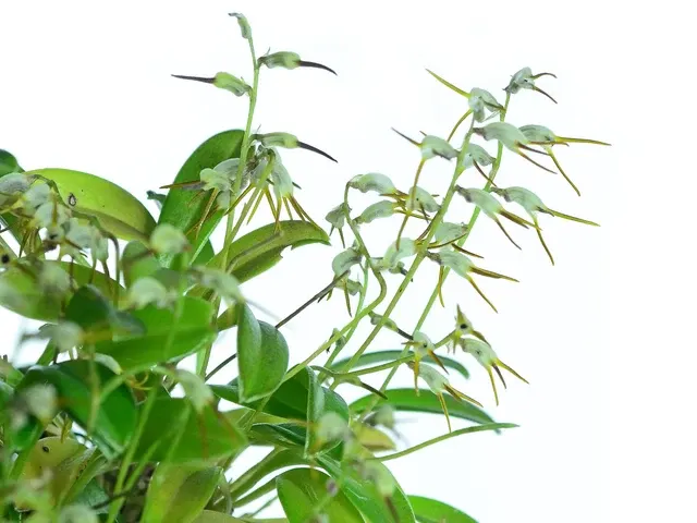Masdevallia chaetostoma (Masdevallia)