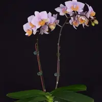 Phalaenopsis Tulcan 2.5"