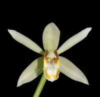 Coelogyne trinervis