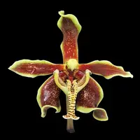 Paraphalaenopsis labukensis - parfum de scortisoara