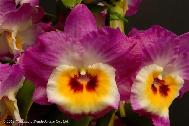Dendrobium Love Charm 'Famous'