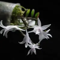 Dendrobium malvicolor