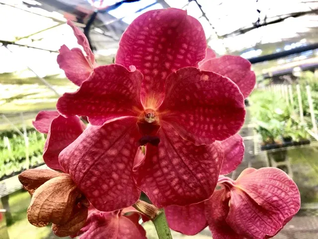 Vanda Sankam Phaeng