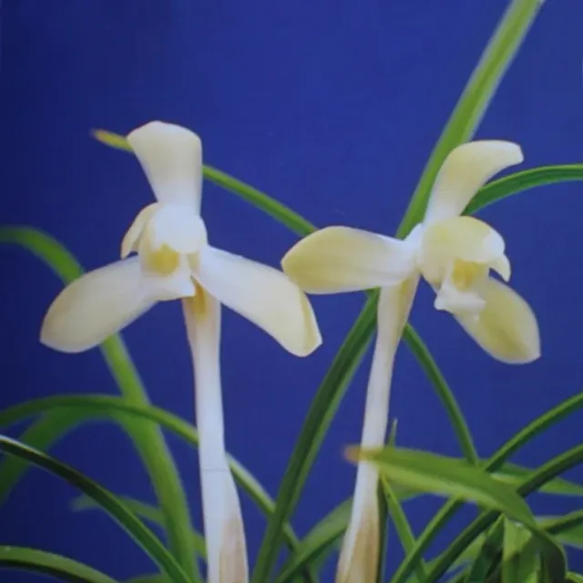 Cymbidium goeringii 'Sangetsu'