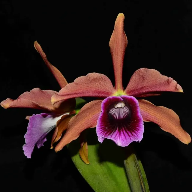 Laelia tenebrosa escura