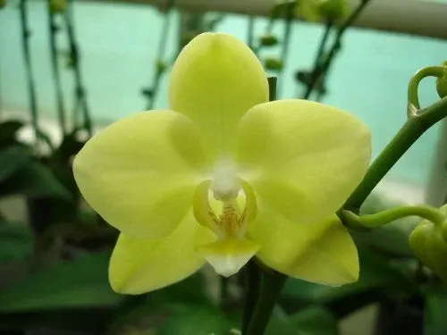 Phalaenopsis AMADEUS