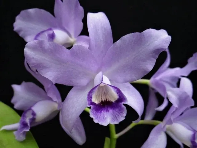 Cattleya bowringiana var. coerulea (Cattleya)