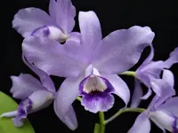 Cattleya bowringiana var. coerulea