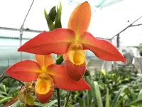 Phragmipedium Don Wimber ‘Remembrance’ #00417