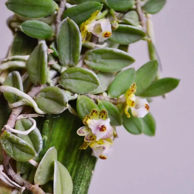 Gastrochilus formosanus (Gastrochilus)
