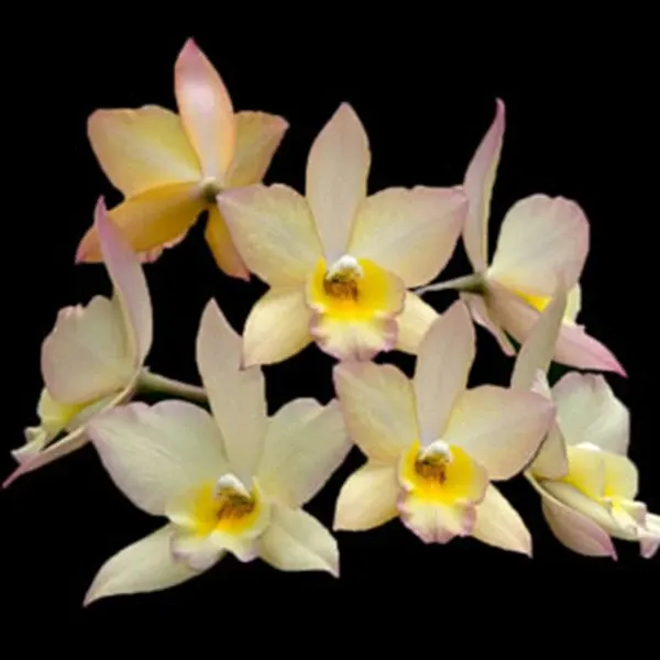 Cattleya Iwan Apple Blossom Sun Dance