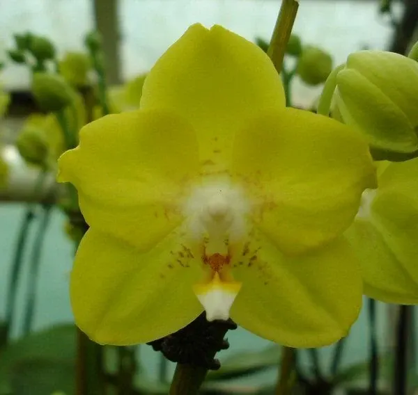 Phalaenopsis SOGO CIRCUS
