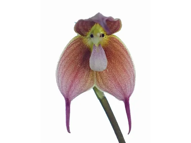 Dracula trichroma (Dracula)