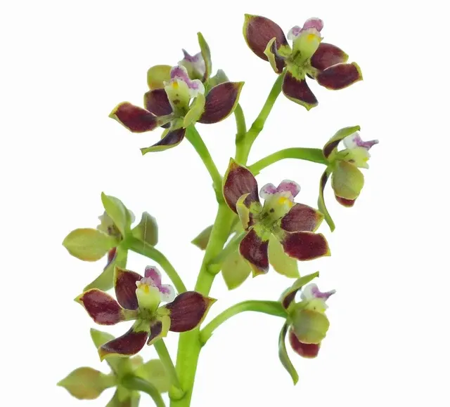 Prosthechea hartwegii (Prosthechea)
