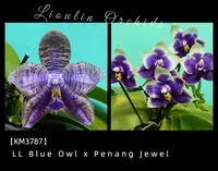 KM3787 Phalaenopsis (LL Blue Owl x Penang Jewel) - Seed Grown