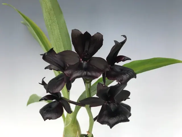 Monnierara Millennium Magic 'witchcraft' (Monnierara)