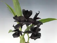 Monnierara Millennium Magic 'Witchcraft' FCC/AOS