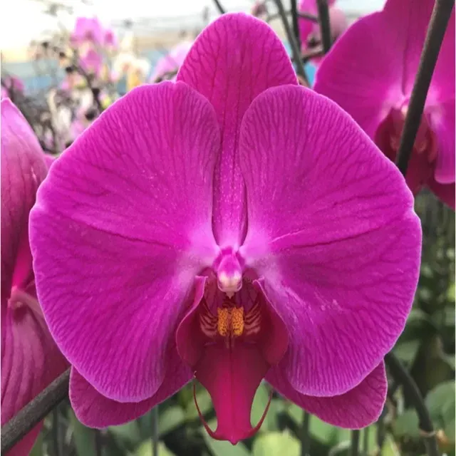 Phalaenopsis Younghome Red Angel (Phalaenopsis)