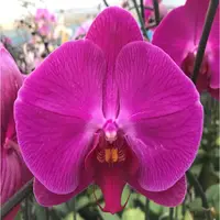 Phalaenopsis Younghome Red Angel