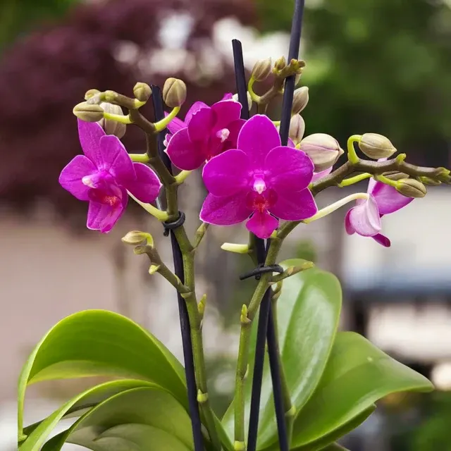 Phalaenopsis - Flori Intens Parfumate 'Limited #11'