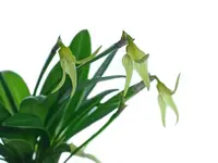 Masdevallia virens f. albescens