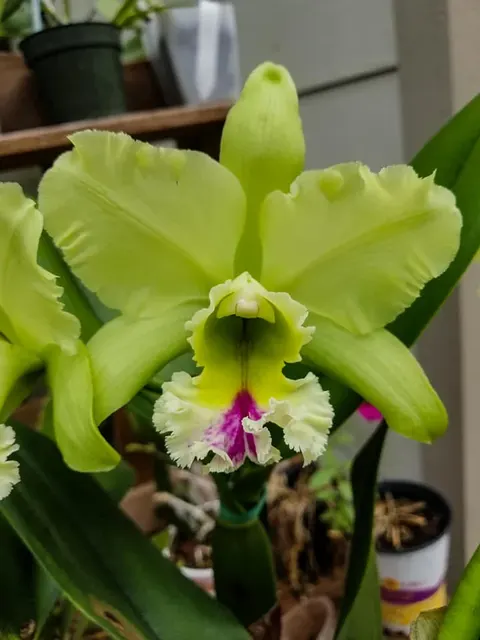 Rhyncholaeliocattleya Magic Meadow 'Napoleon' (Rhyncholaeliocattleya)