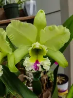 Rlc. Magic Meadow 'Napoleon' | 5.5" Pot | BS not in bloom
