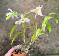 Dendrobium signatum