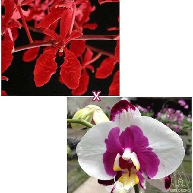 Renanthera Kalsom × Phal.