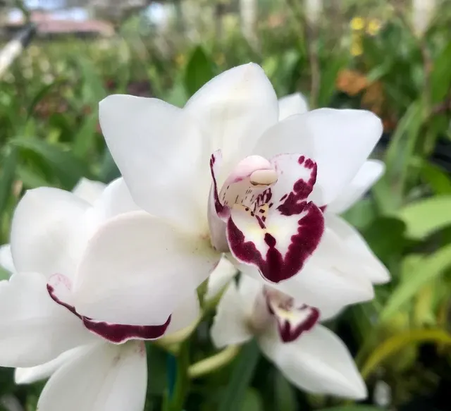 Cymbidium Vanessa Amorosi 'Paradise'