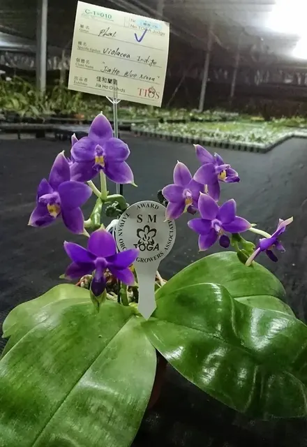 Phalaenopsis violacea 'Jiaho Blue Moon' (Phalaenopsis)