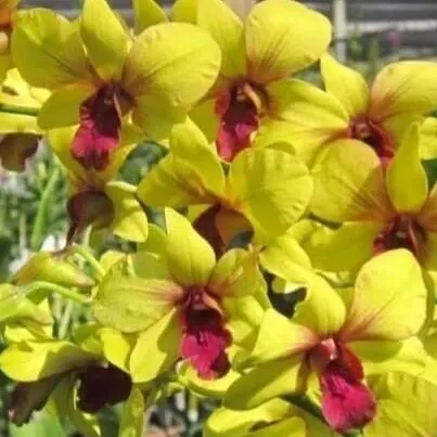 Dendrobium Burana Sunmoon (Dendrobium)