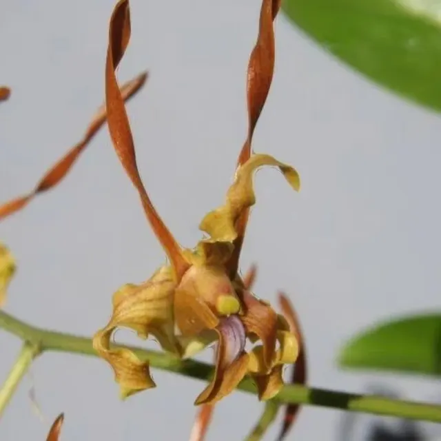 Dendrobium tangerinum