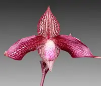 Paph. Wossner Vietnam Star (rothschildianum x vietnamense)
