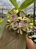 Gastrochilus obliquus