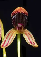 Bulbophyllum