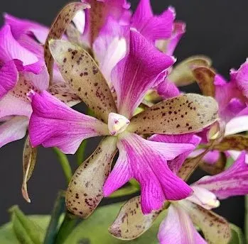 Cattleya leopoldii 'TRILIPS BIRD'
