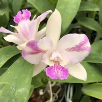Caulocattleya Ethel’s Paradise “Kaleialoha”
